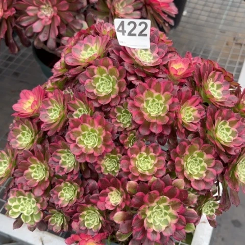 422天合朵朵处理有断枝