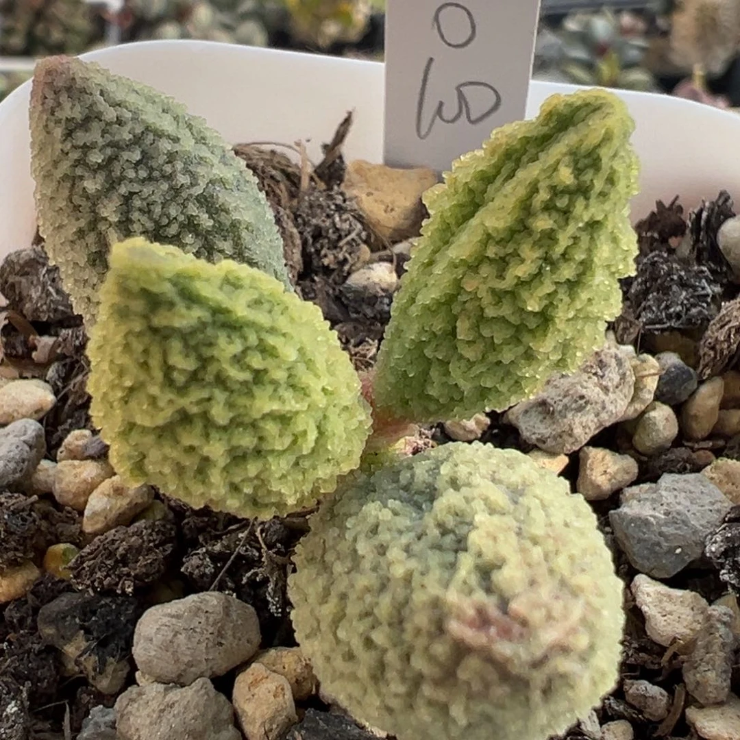 102实生新品苦瓜纹