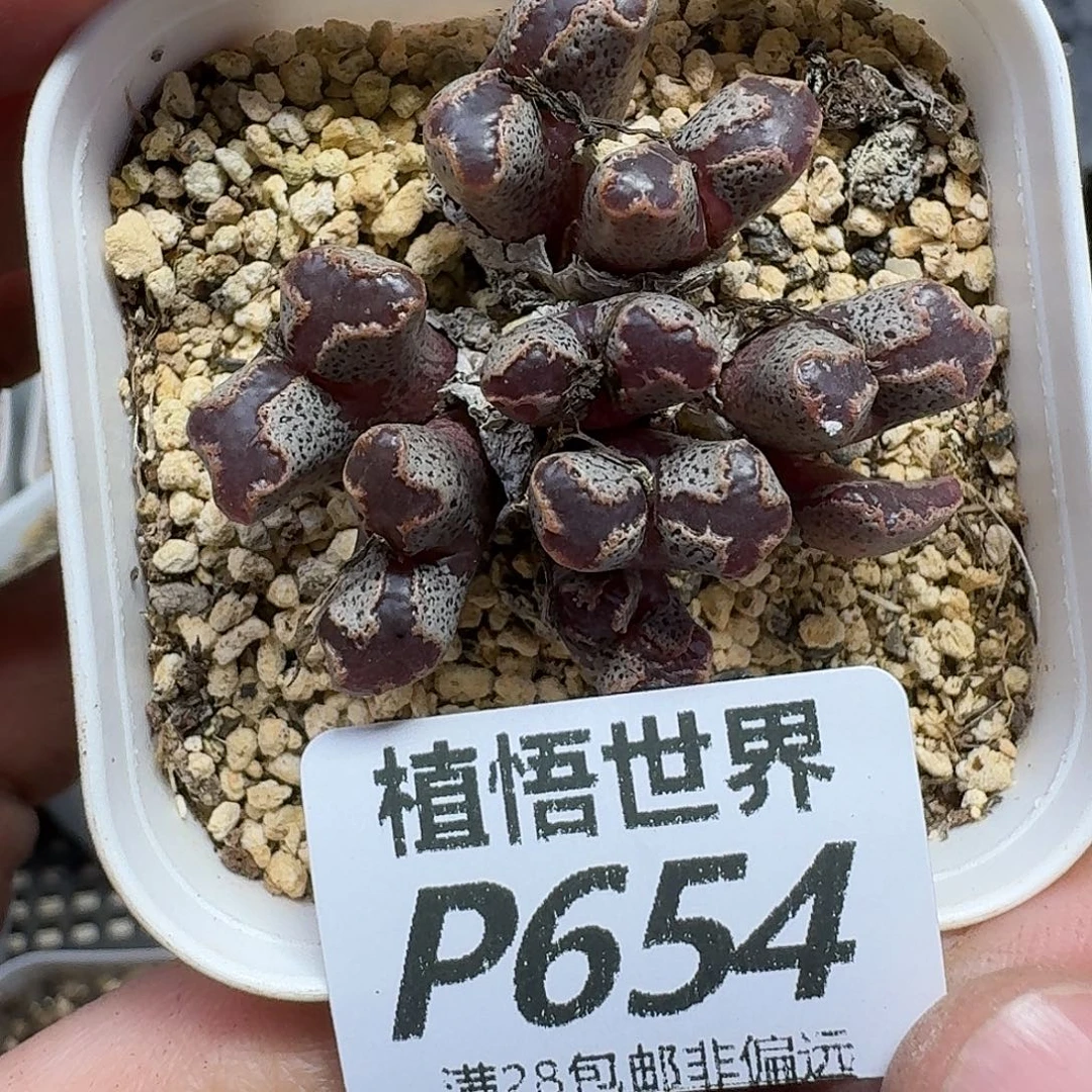 多肉植物的人生ggbb