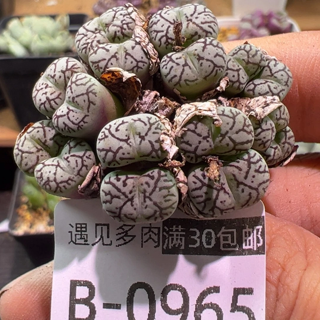 多肉植物1111111111111111111