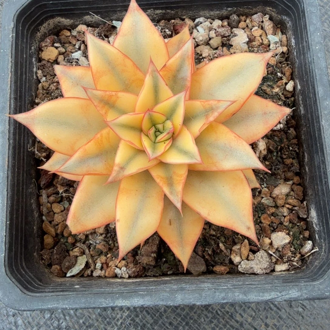 麒麟座锦锦上园艺一物一拍