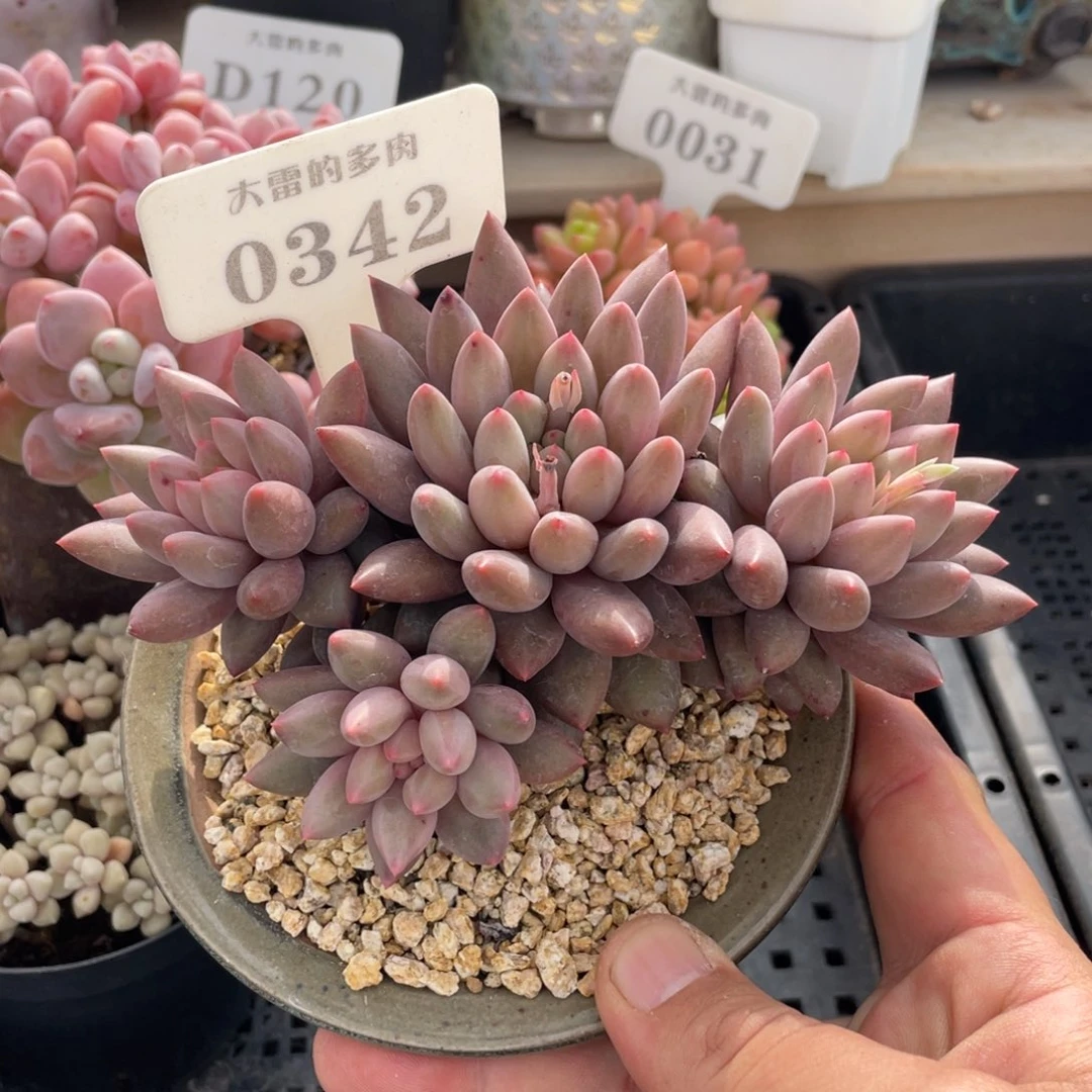 0342红蜻蜓不带盆13厘米
