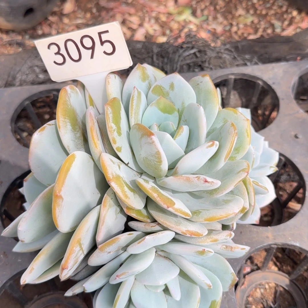 3095。      奶茶四头