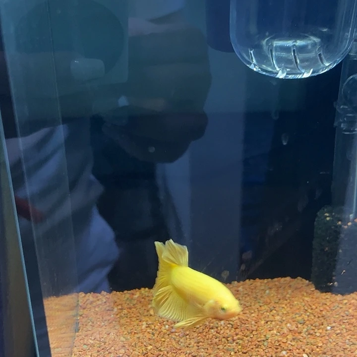斗鱼13号超黄916晚