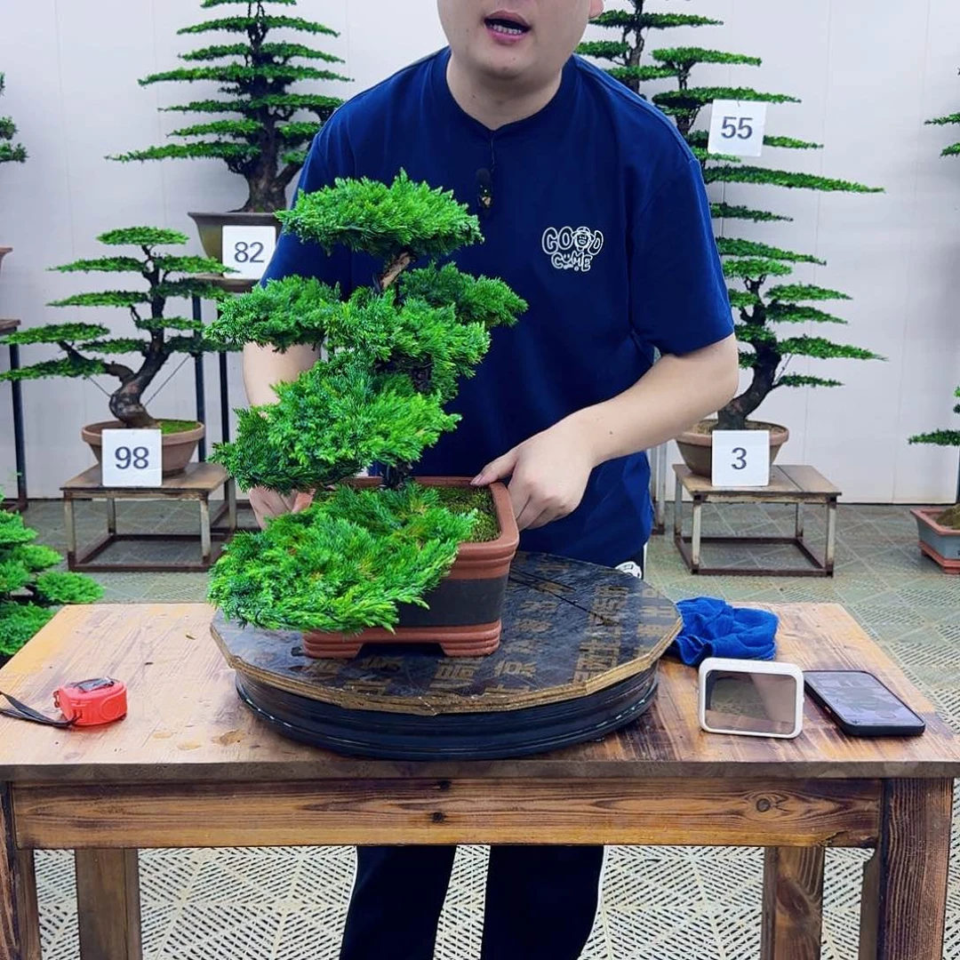 无花朵柏树造型盆景带盆