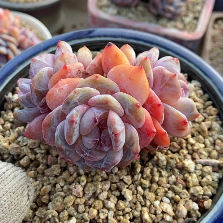 三头粗腿体格你包脸