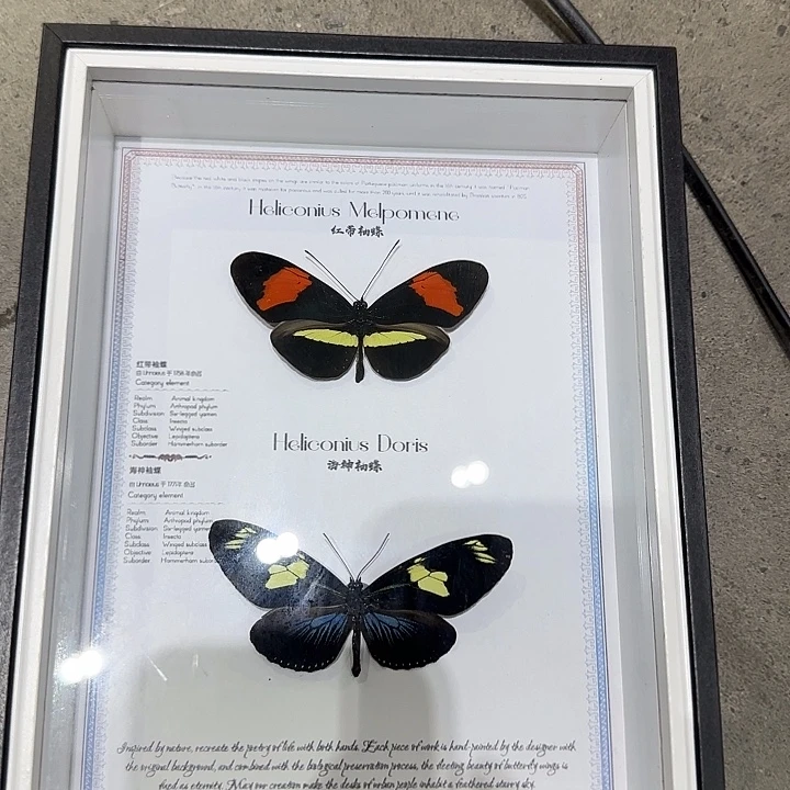 红带加海神袖蝶组合换黑色欧式框