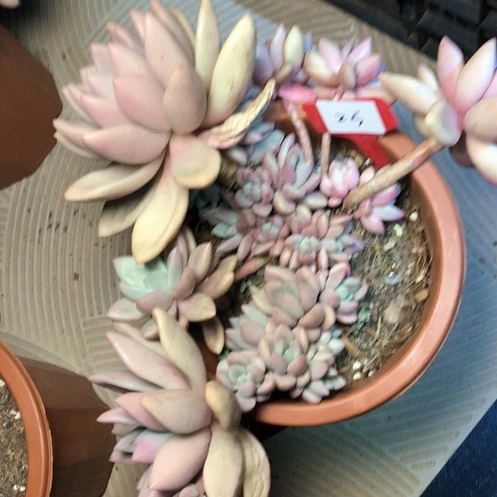 楊*25/////////////////////