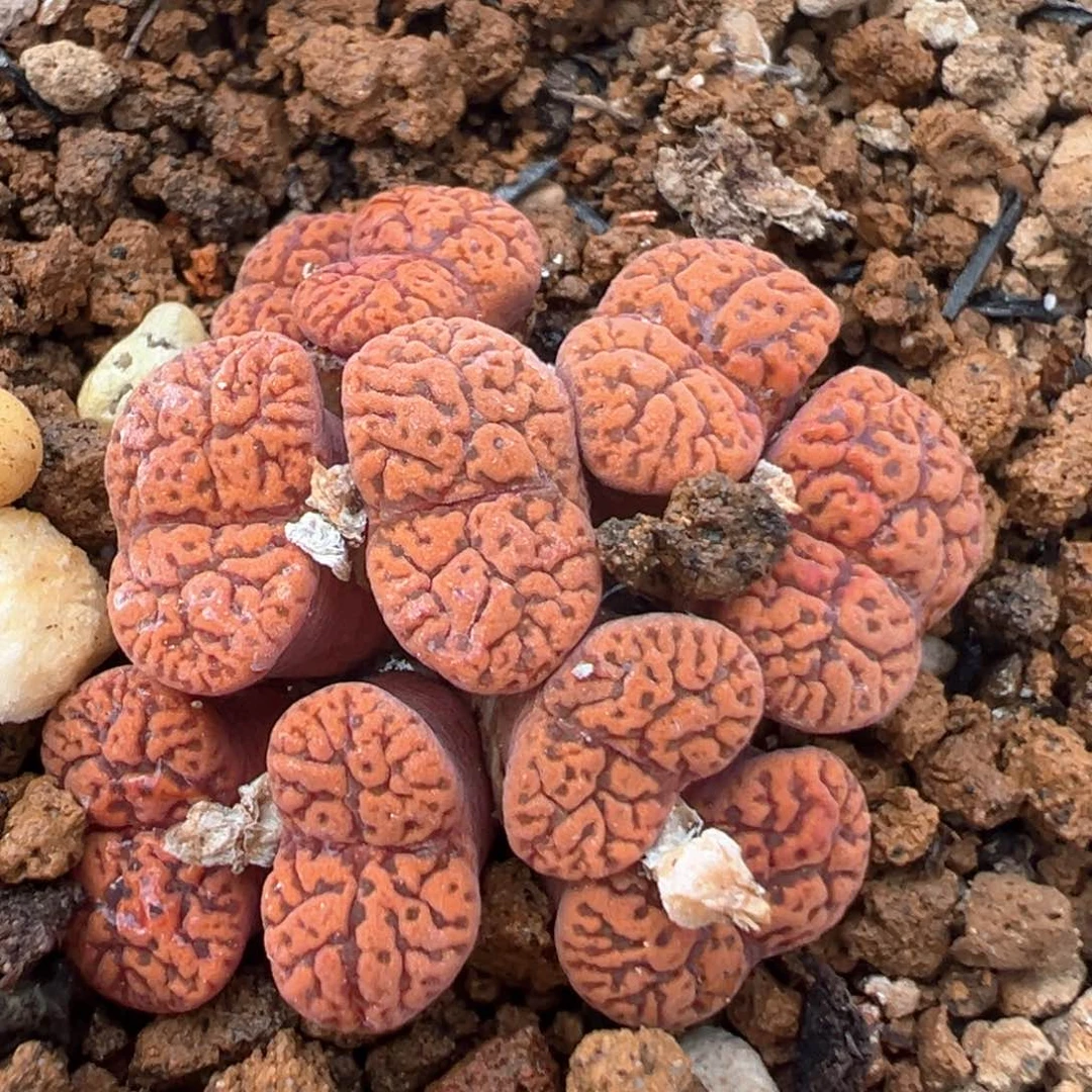 91多肉植物百科知识