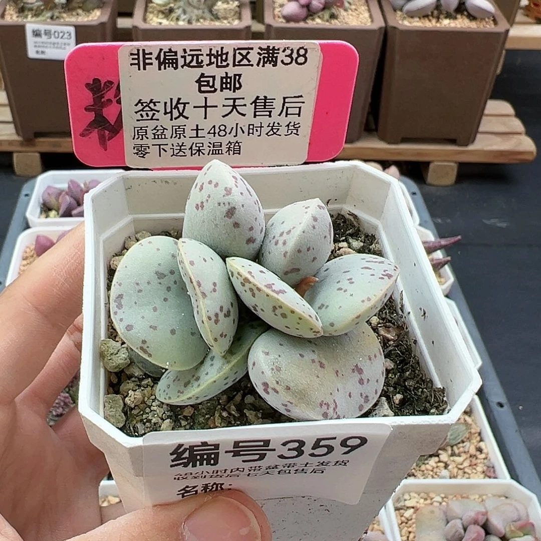 359巨型花蛋多肉