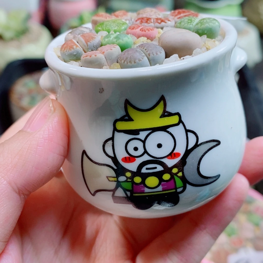 生石花花花花开了300