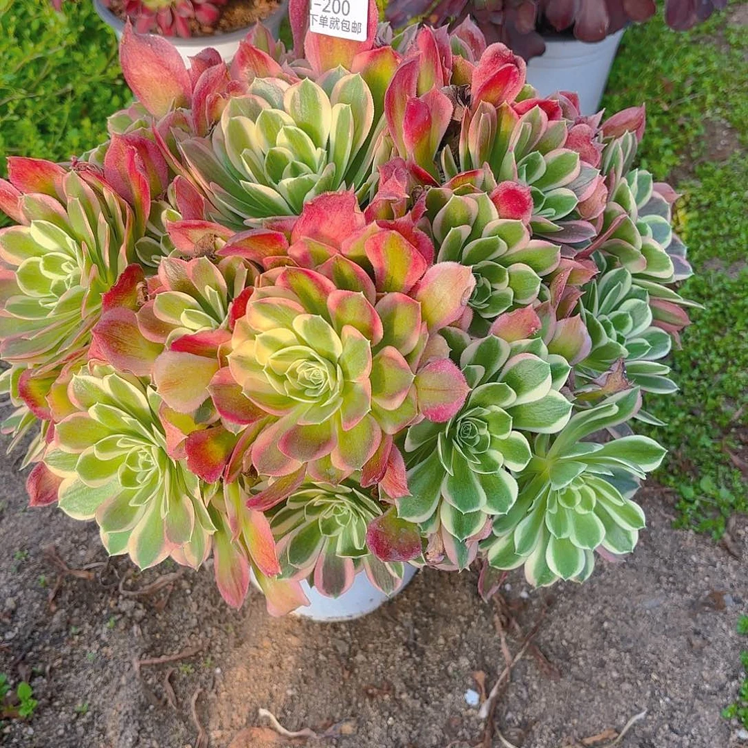 白凤老庄多肉植物200