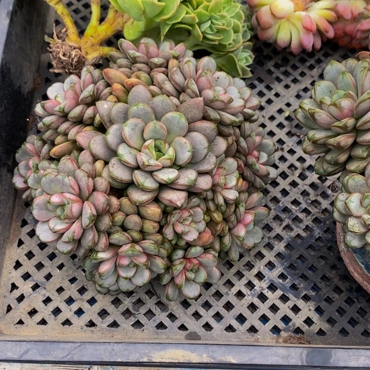 葡萄 多肉植物11111