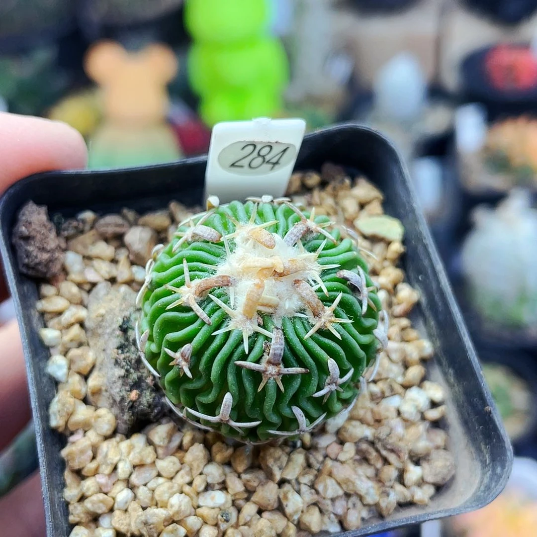 非偏远地区满25包邮仙人球