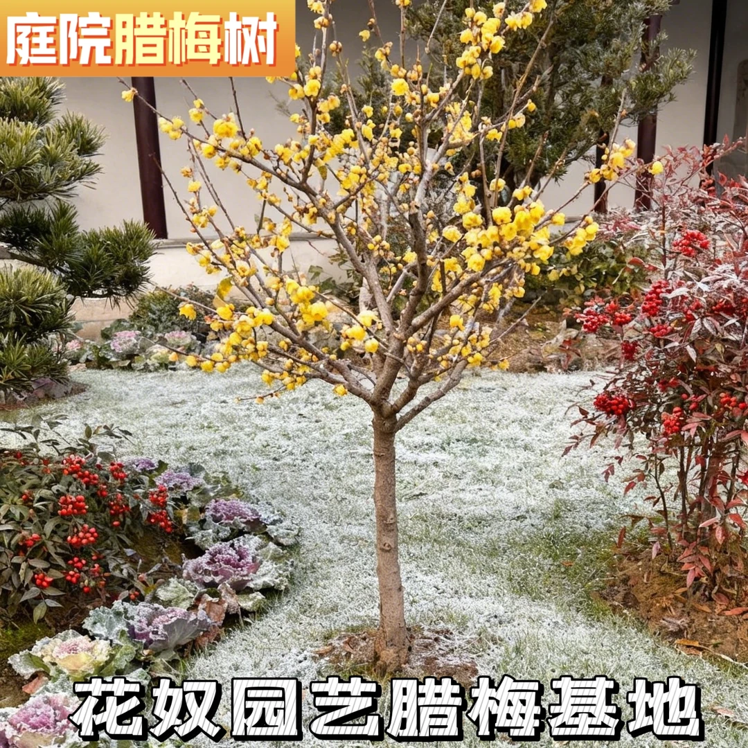 庭院地栽型高杆腊梅花树苗鄢陵素心磬口檀香虎蹄大花浓香腊梅树苗