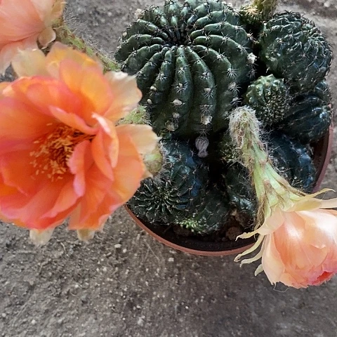 L28牡丹仙人球2467777