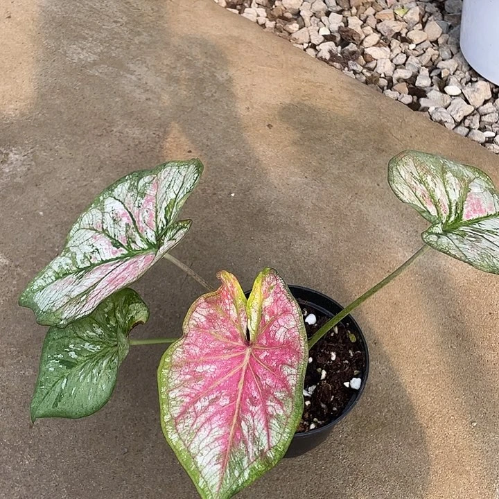 无花朵养定发货泰彩