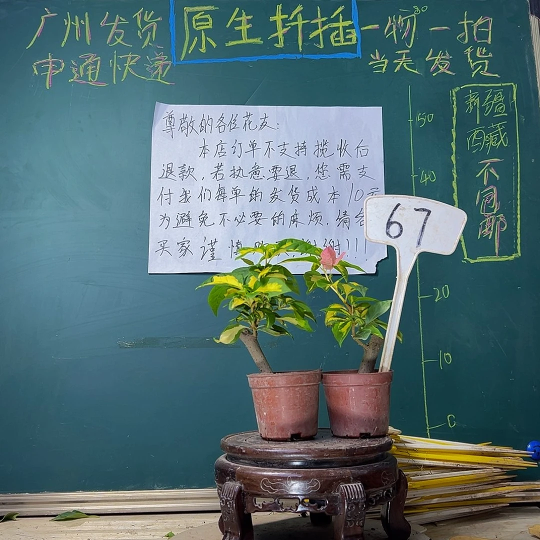 当前无花栽培后可以开花金心橙白掌中宝 金心双色掌中宝67
