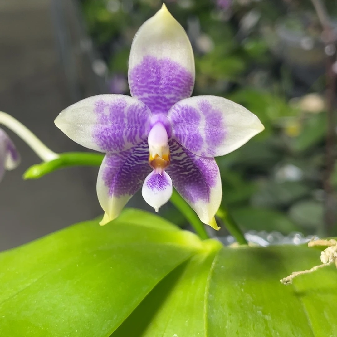 完全开放特价不售后 693号