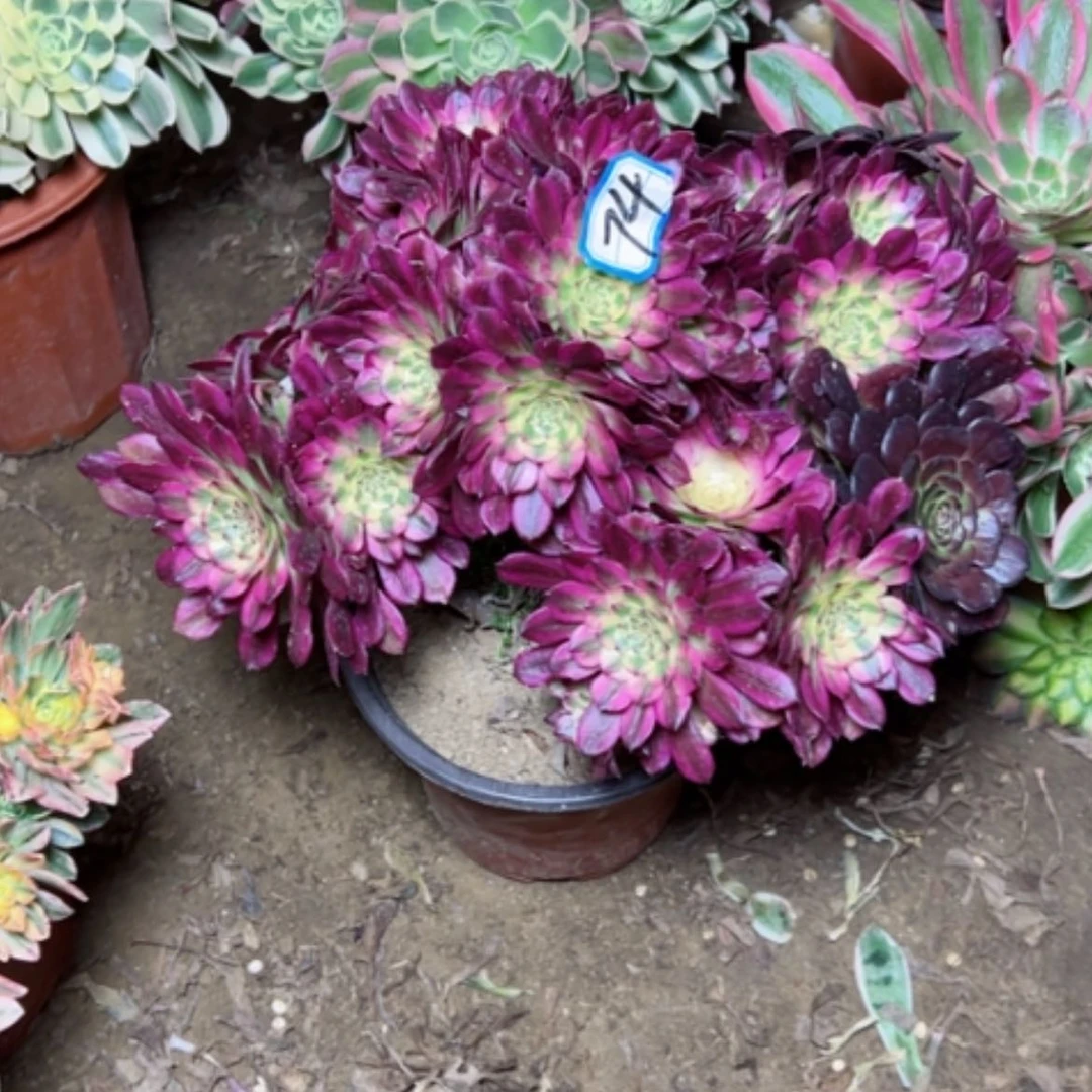 【闪购商品】1**0多肉植物舞天姬74