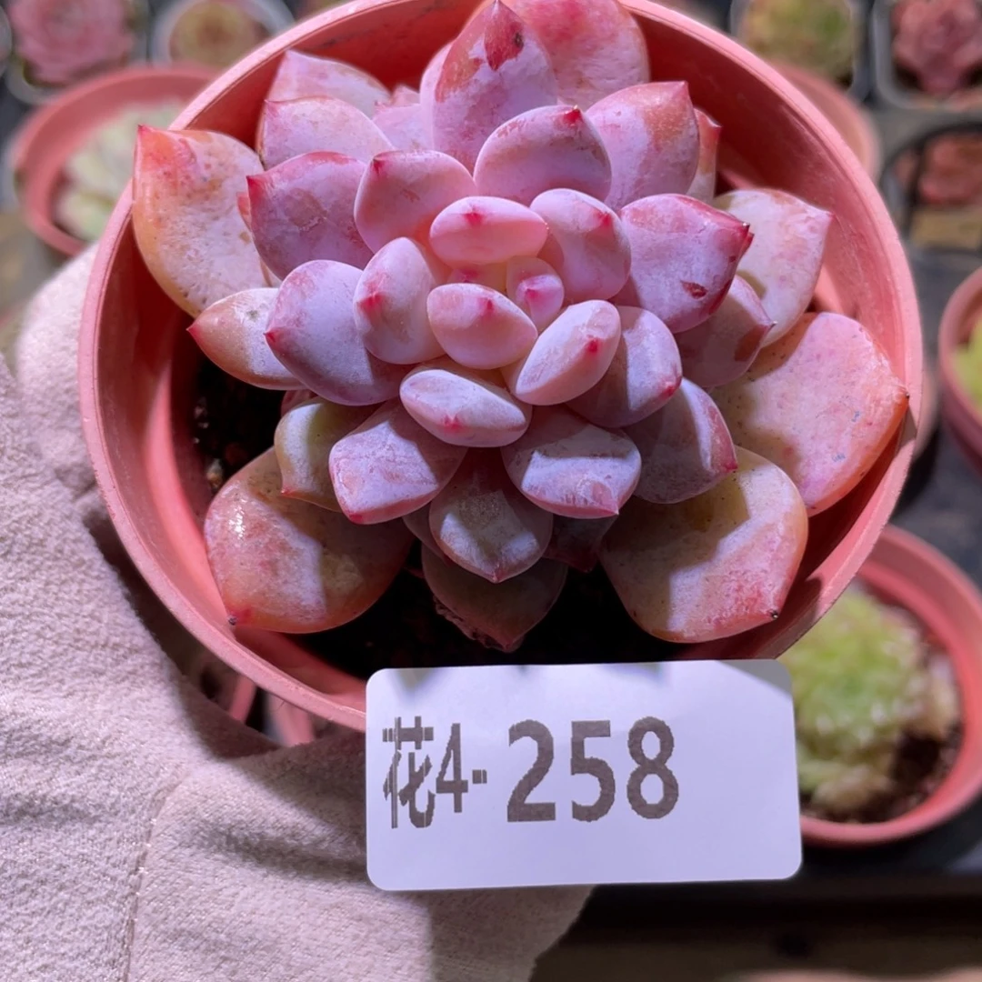 花利美4-258橙梦露