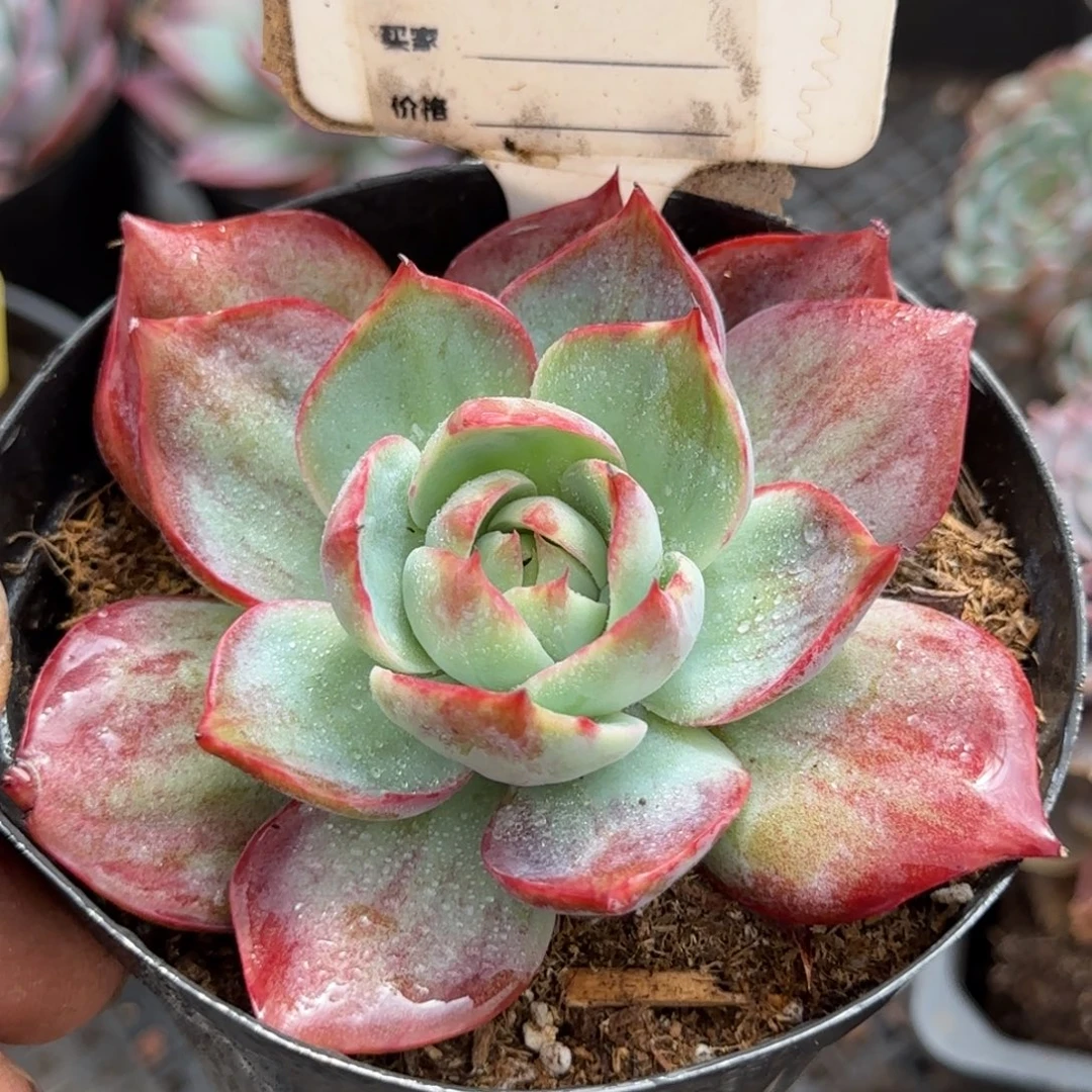 惊鸿一物一拍包装收缩花旱847