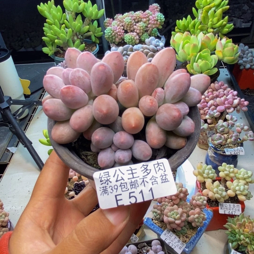511丸叶汤圆多肉8c m