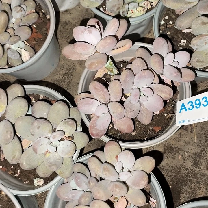 猪**?393 满20包邮脱土发货