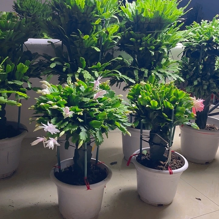 完全开放麒麟室内花卉