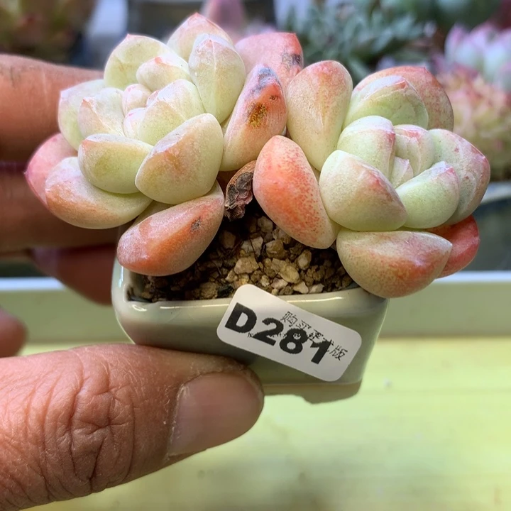 D281一物一拍带盆