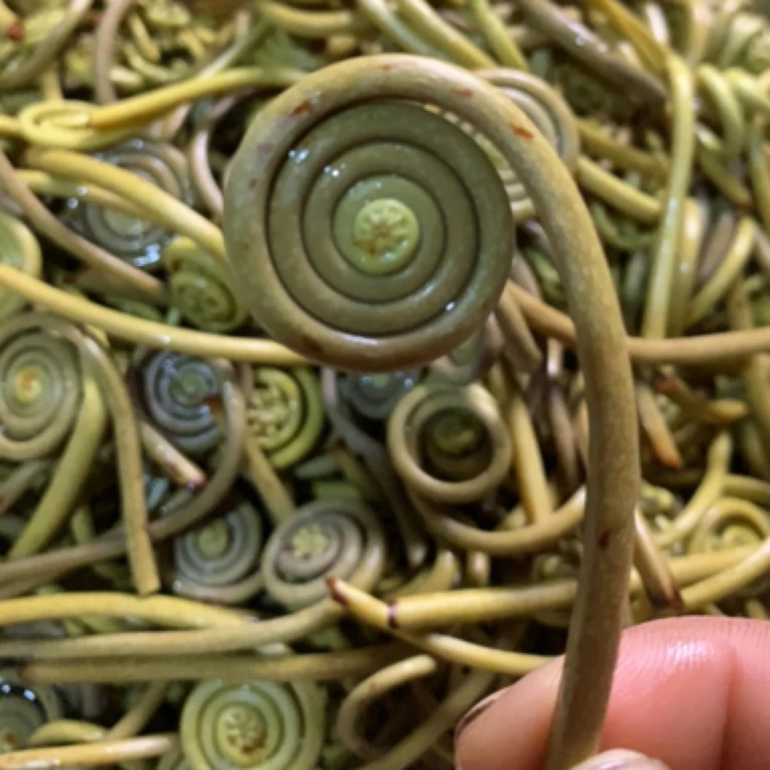 深山蕨菜，苦蕨菜汉杉蕨菜焯水真空发货