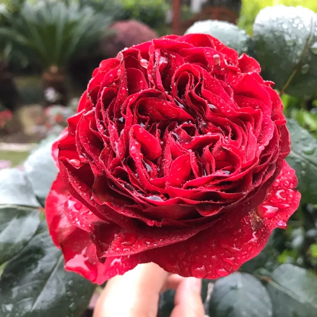 风中玫瑰 中苗 四季开花浓香月季