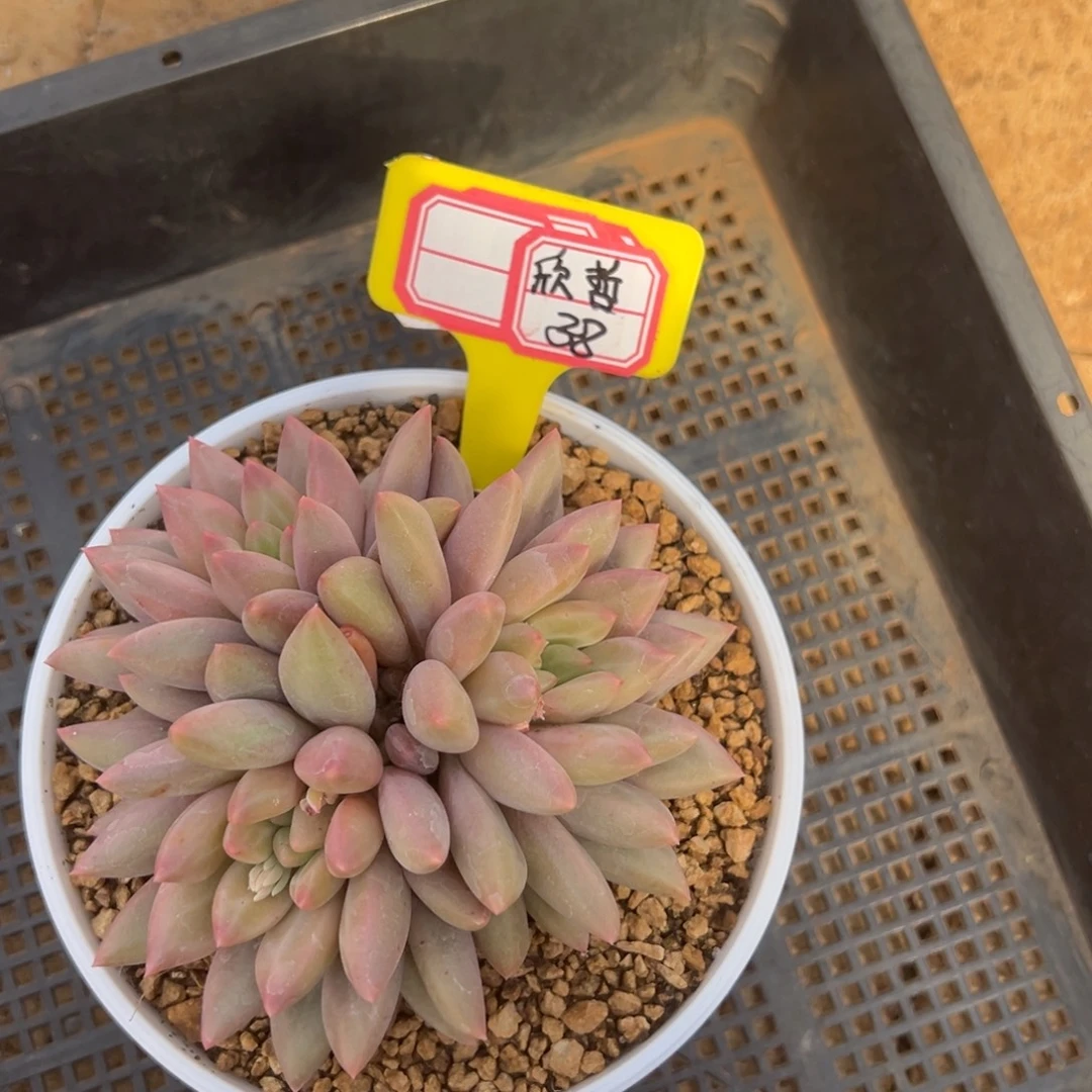 欣***明欣哲38。