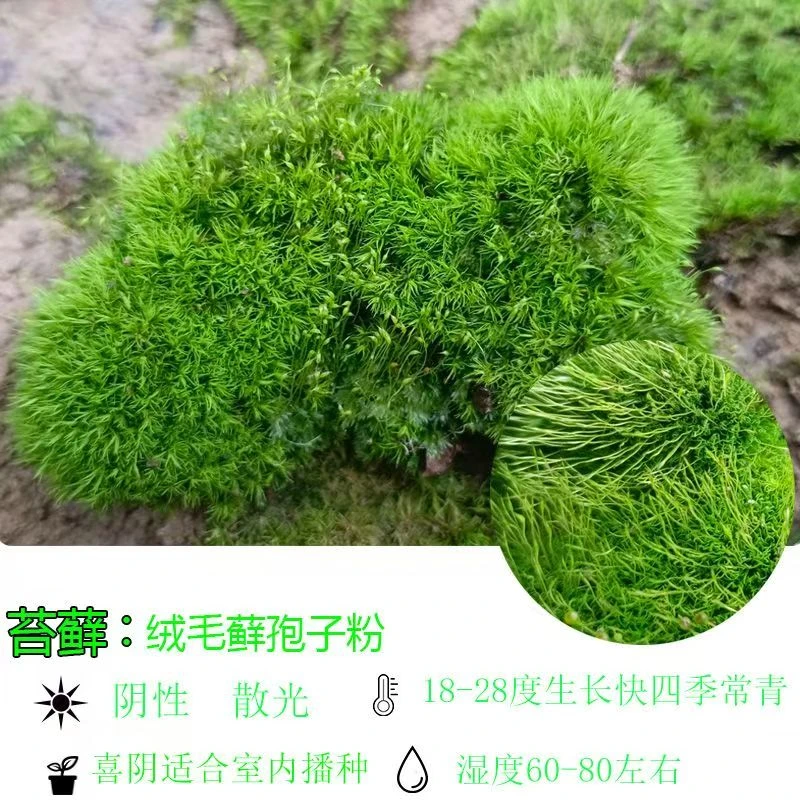 苔藓孢子粉四季鲜活青苔绿植短绒吸水石种子微景观盆景造假山草籽
