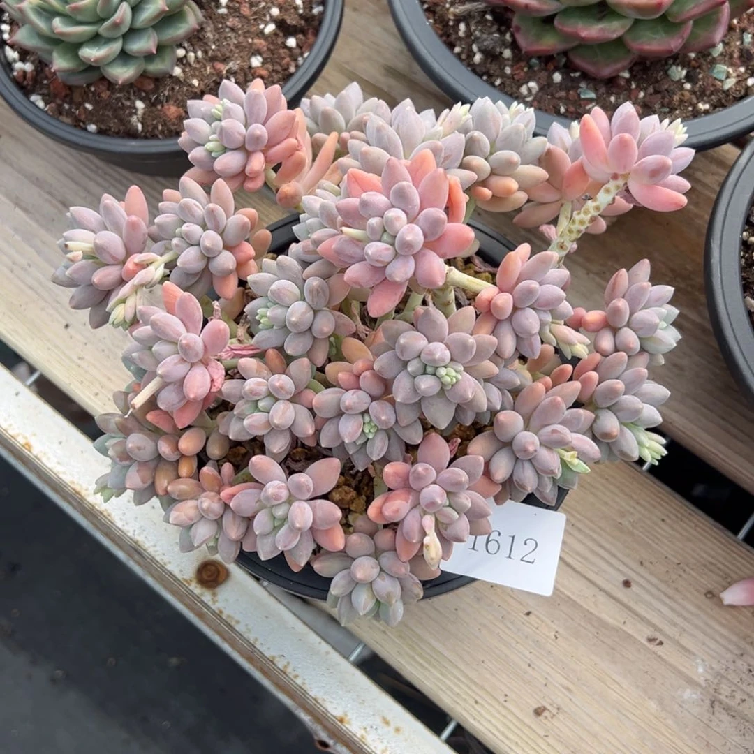 七*丶1612肉肉肉肉肉肉