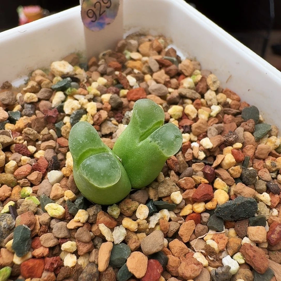 多肉植物福利风铃929