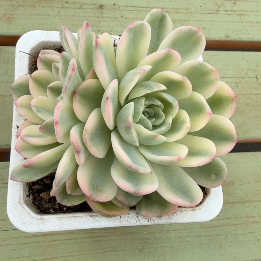 如梦令锦锦上园艺一物一拍