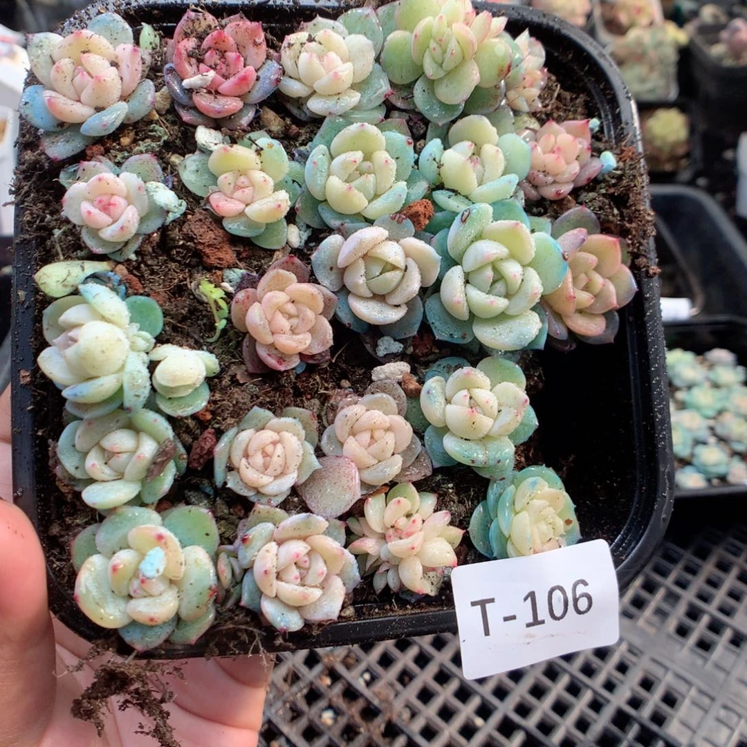 无花朵T106月英语英语