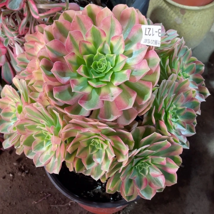 127雨荷多肉12345678多肉