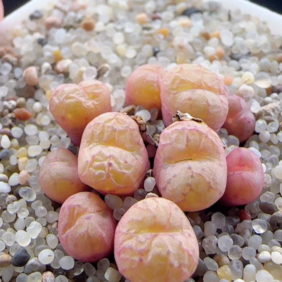 2.20.34/不知名杂