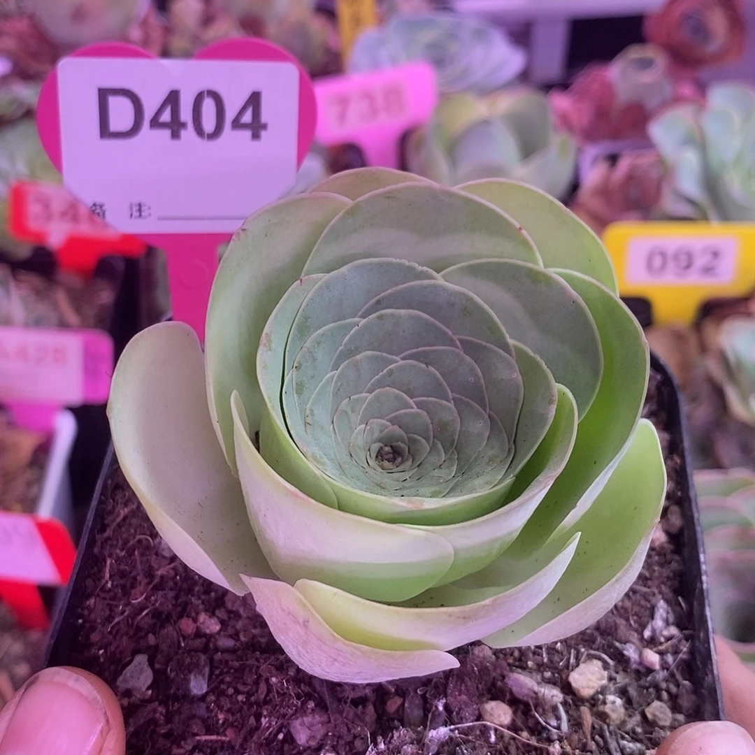 yjj404晚照玫瑰玫瑰