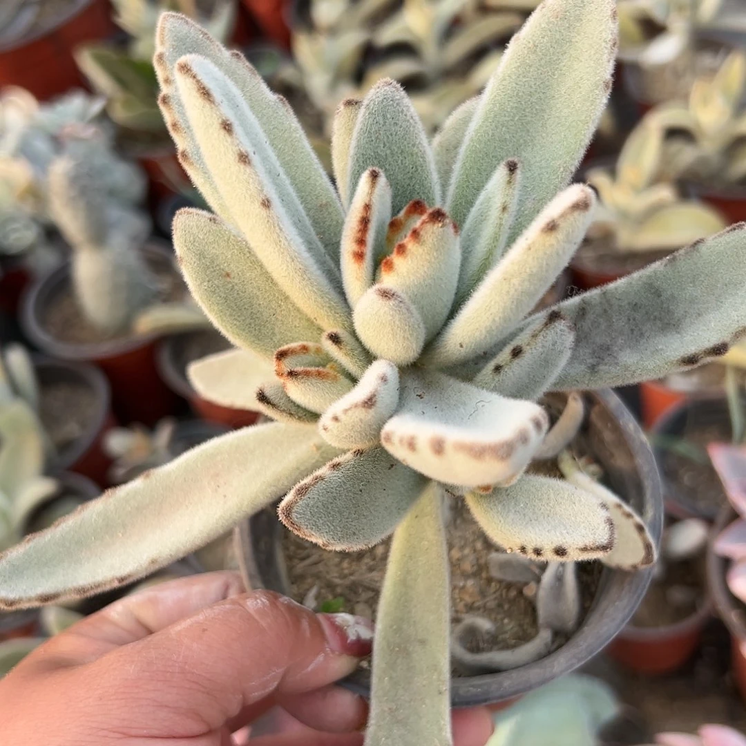 多肉植物月兔耳群