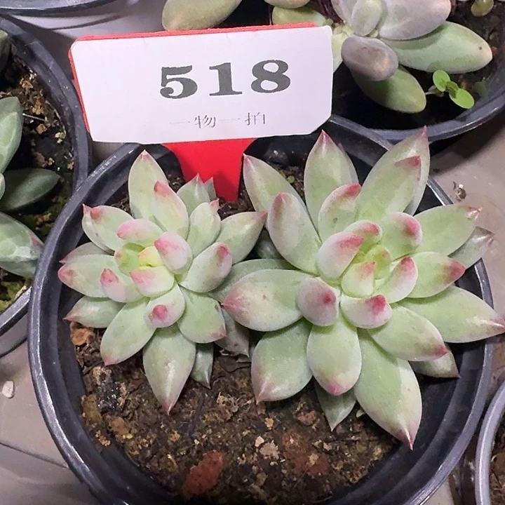 二代虞美人518多肉植物