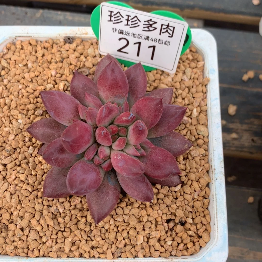 奥***干虞美人羽毛纹单头211