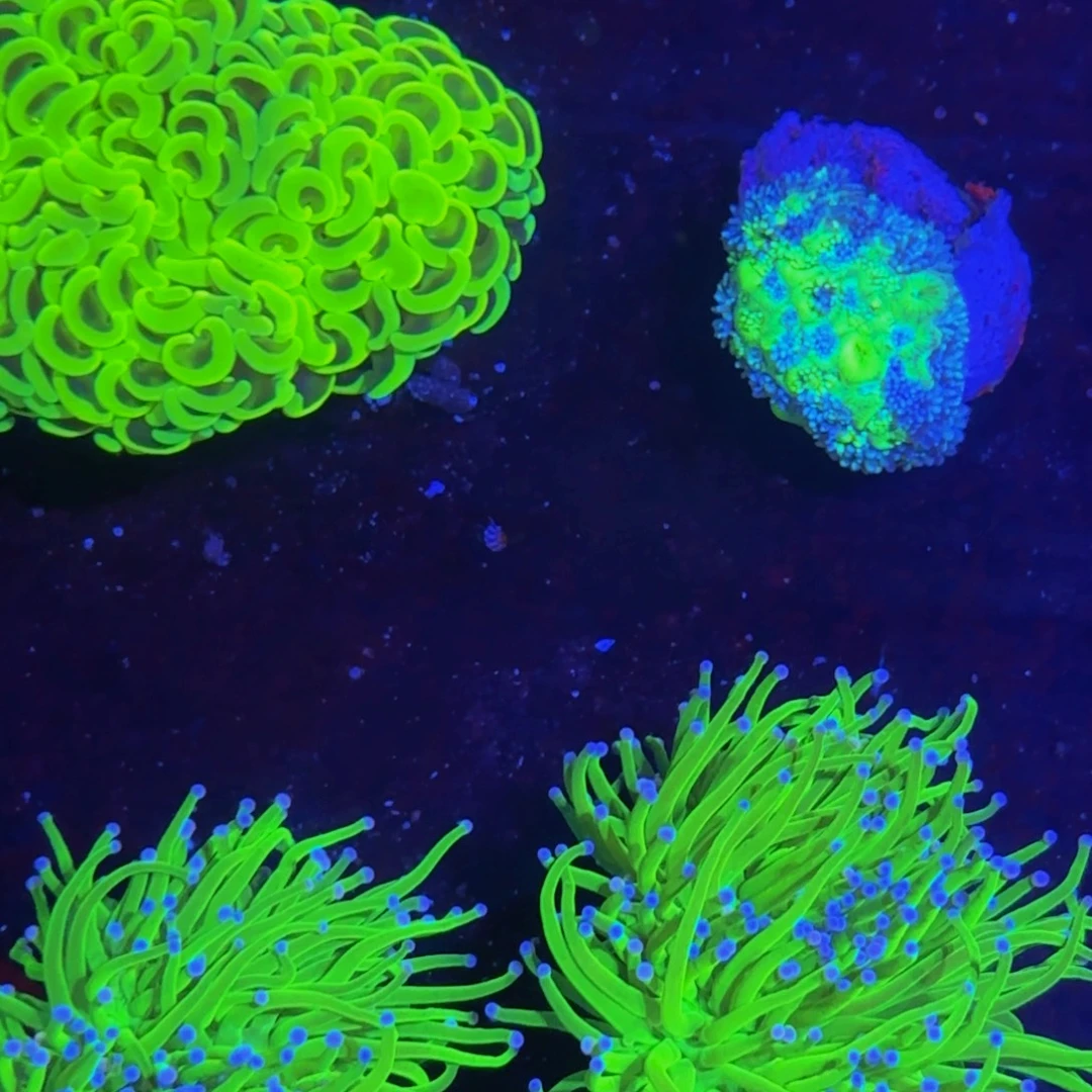 万鱼来朝海水观赏