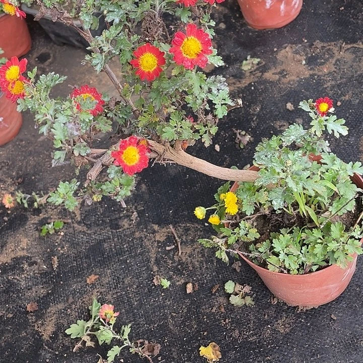 一***舟30菊花菊花菊花家