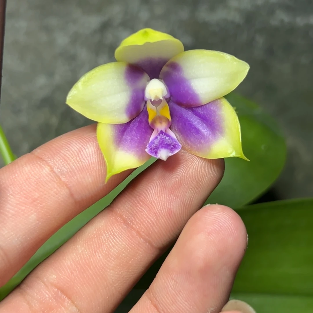 完全开放l360n6506