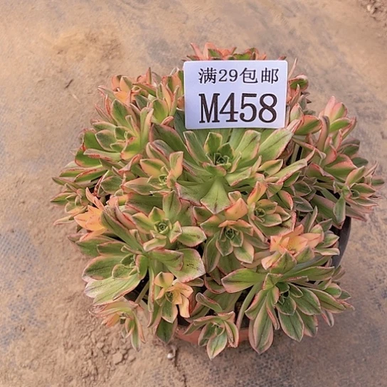 458甜茶多肉植物