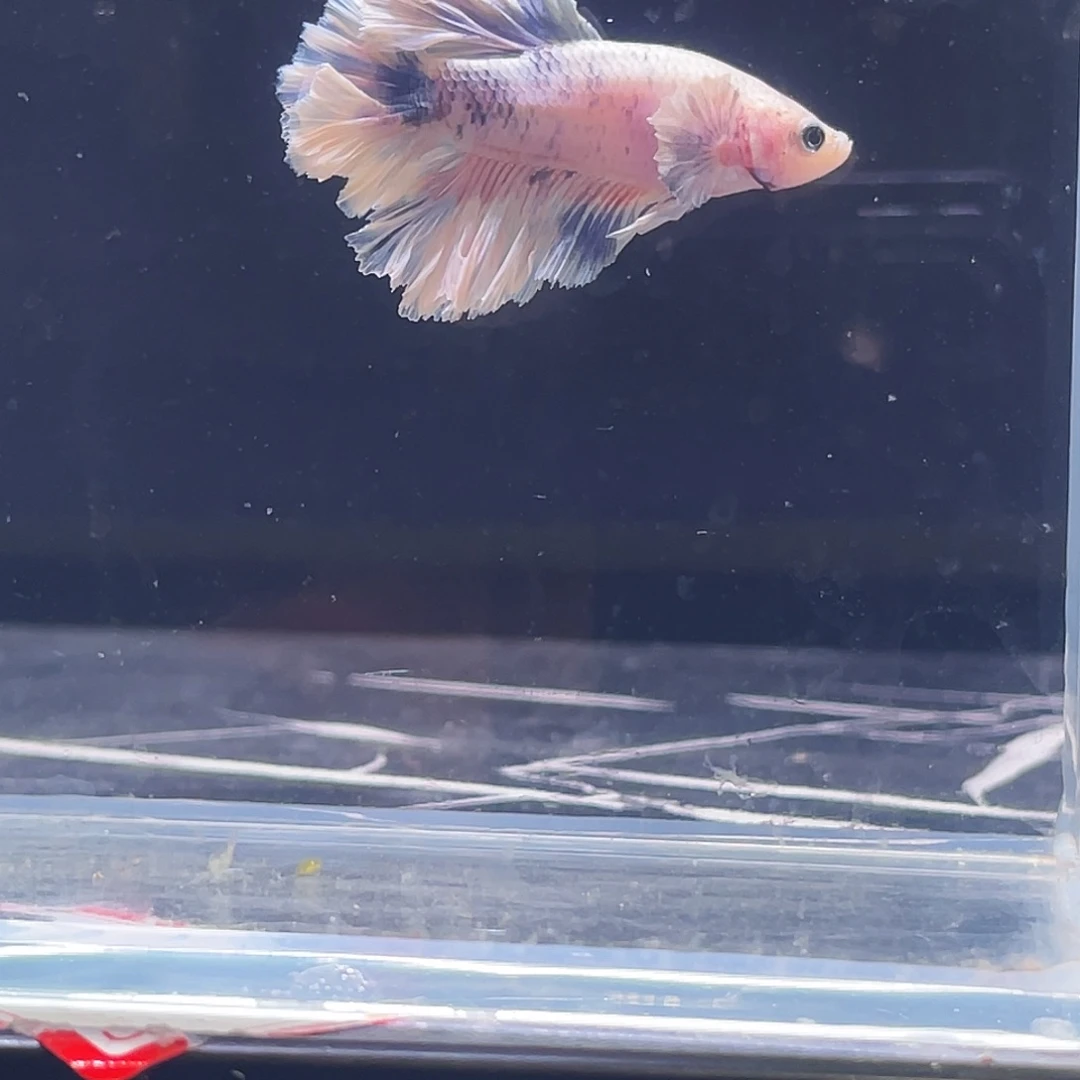 斗鱼印尼斗鱼，记得拍加热包023