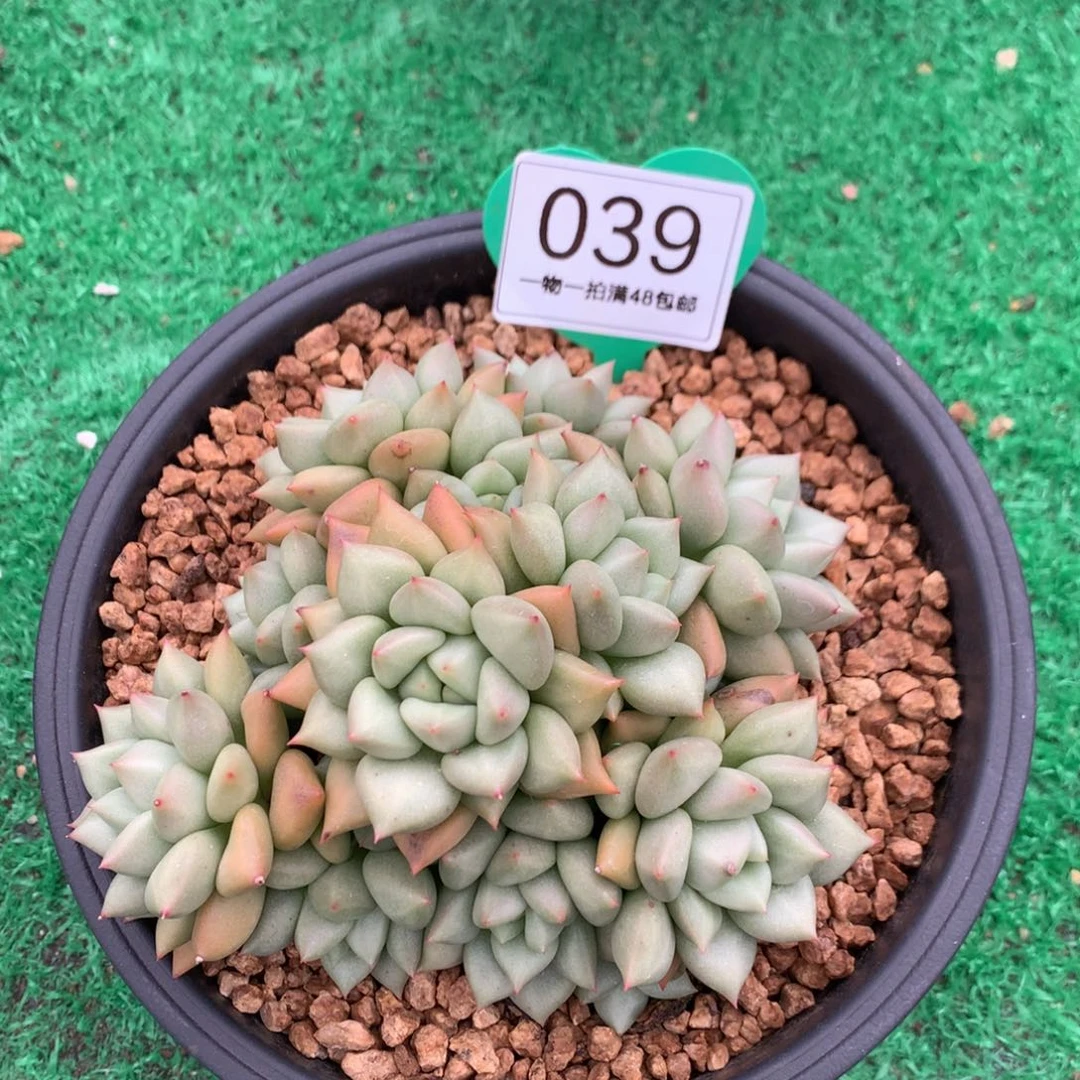 黄金象牙老桩无砍039